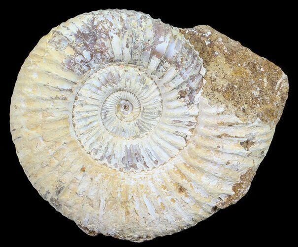 Perisphinctes Ammonite - Jurassic #54227